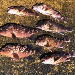 久々の一文字釣行です。