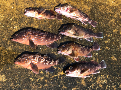 久々の一文字釣行です。