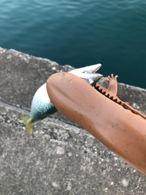 昨日のボイルがあまったので