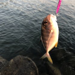 三浦半島メッキ開幕！