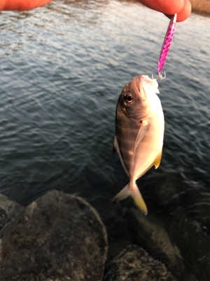 三浦半島メッキ開幕！