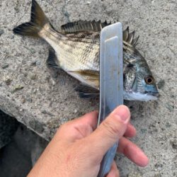 餌取りの先に…