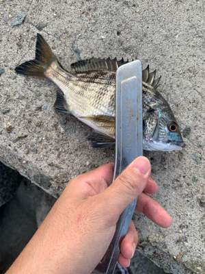 餌取りの先に…