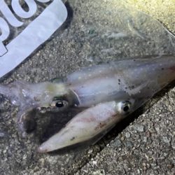 ライトエギングでケンサキイカ