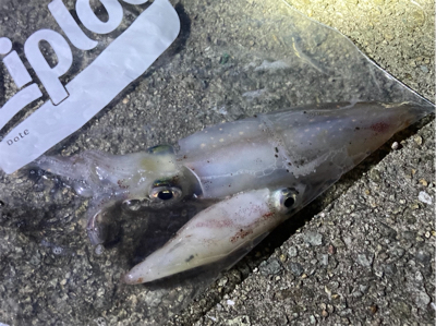 ライトエギングでケンサキイカ