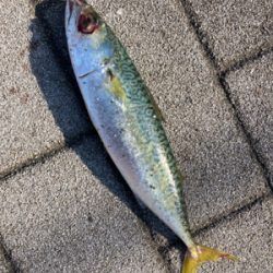 中鯖多くなり鯖無限。鯖祭りまくりw