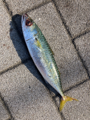 中鯖多くなり鯖無限。鯖祭りまくりw
