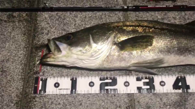 シーバス７９cm