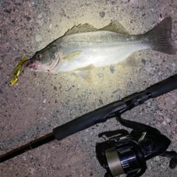 爆釣！まさかの青物