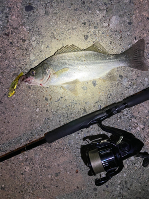 爆釣！まさかの青物