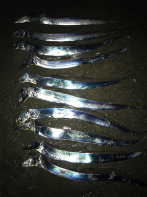 タチウオ！サイズが小さいです！（ ;  ;…