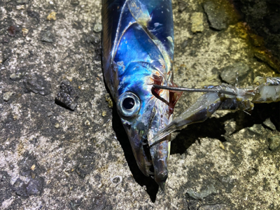 タチウオ爆釣！朝まづめはシオも？！