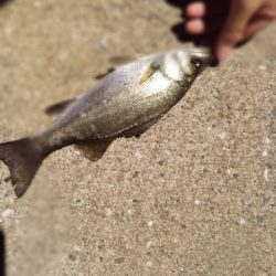 キッシング後のチーバシング？