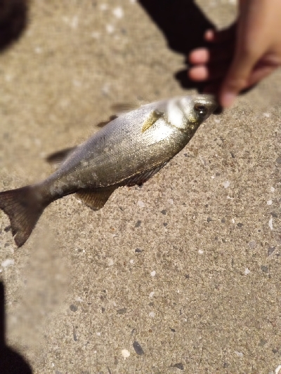 キッシング後のチーバシング？