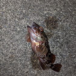 キジハタを狙いに