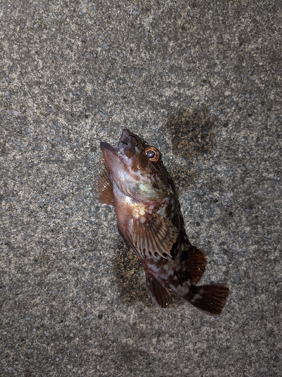 キジハタを狙いに