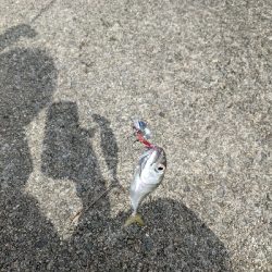 初の岸壁ジギング