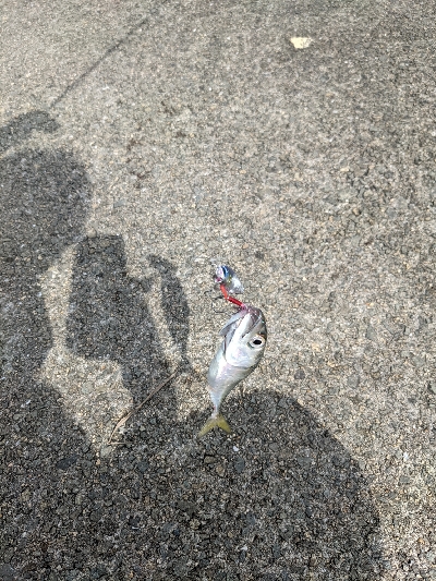 初の岸壁ジギング