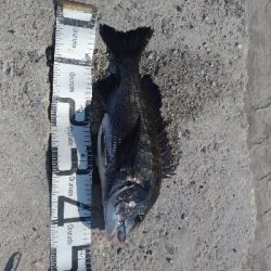 8/1釣果　紀州釣り連発しました！