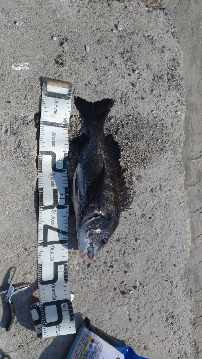 8/1釣果　紀州釣り連発しました！