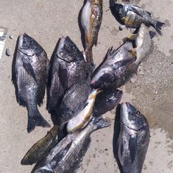 8/8釣果 チヌマハタグレ