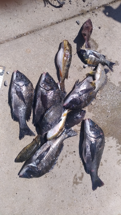 8/8釣果　チヌマハタグレ