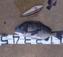 8/15釣果　チヌ42センチ！