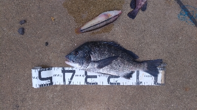 8/15釣果　チヌ42センチ！