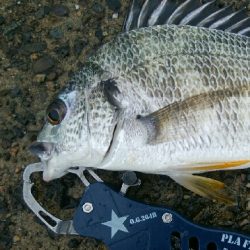 『釣りデビュー(^_-)』227日目