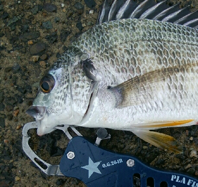 『釣りデビュー(^_-)』227日目