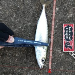 サバ天国！？地獄！？