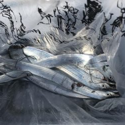 朝マズメの太刀魚釣り