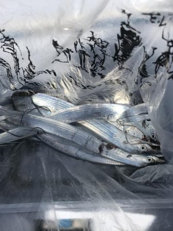 朝マズメの太刀魚釣り
