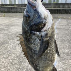 芦屋浜東護岸チヌ上がりました