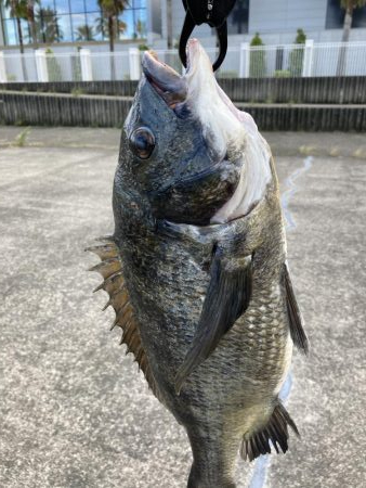 芦屋浜東護岸チヌ上がりました