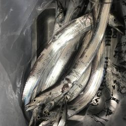 朝マズメの太刀魚釣り