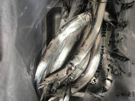 朝マズメの太刀魚釣り