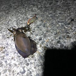 アオリイカ新子調査②