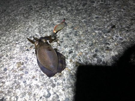 アオリイカ新子調査②