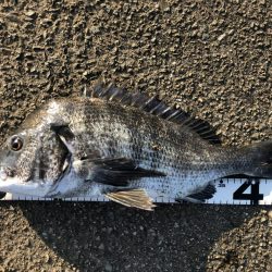 イチノ兄弟、釣果!