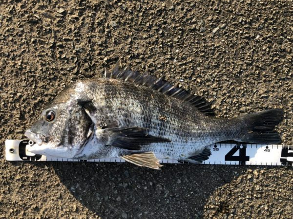 イチノ兄弟、釣果!