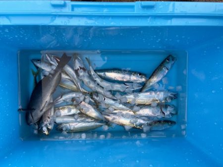 ファミリーフィッシング