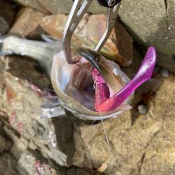 シーバス青物調査