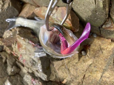 シーバス青物調査