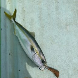 津島でライトジギング