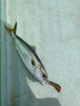 津島でライトジギング