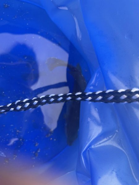 アオリ狙いが。。