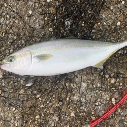 やっとツバスが来たー！