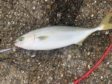 やっとツバスが来たー！