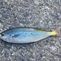 ダンゴ、サビキで7目